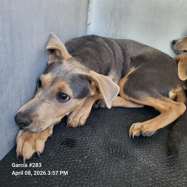 A baby small-sized male American Staffordshire Terrier dog named Ralph for adoption in San Antonio, TX