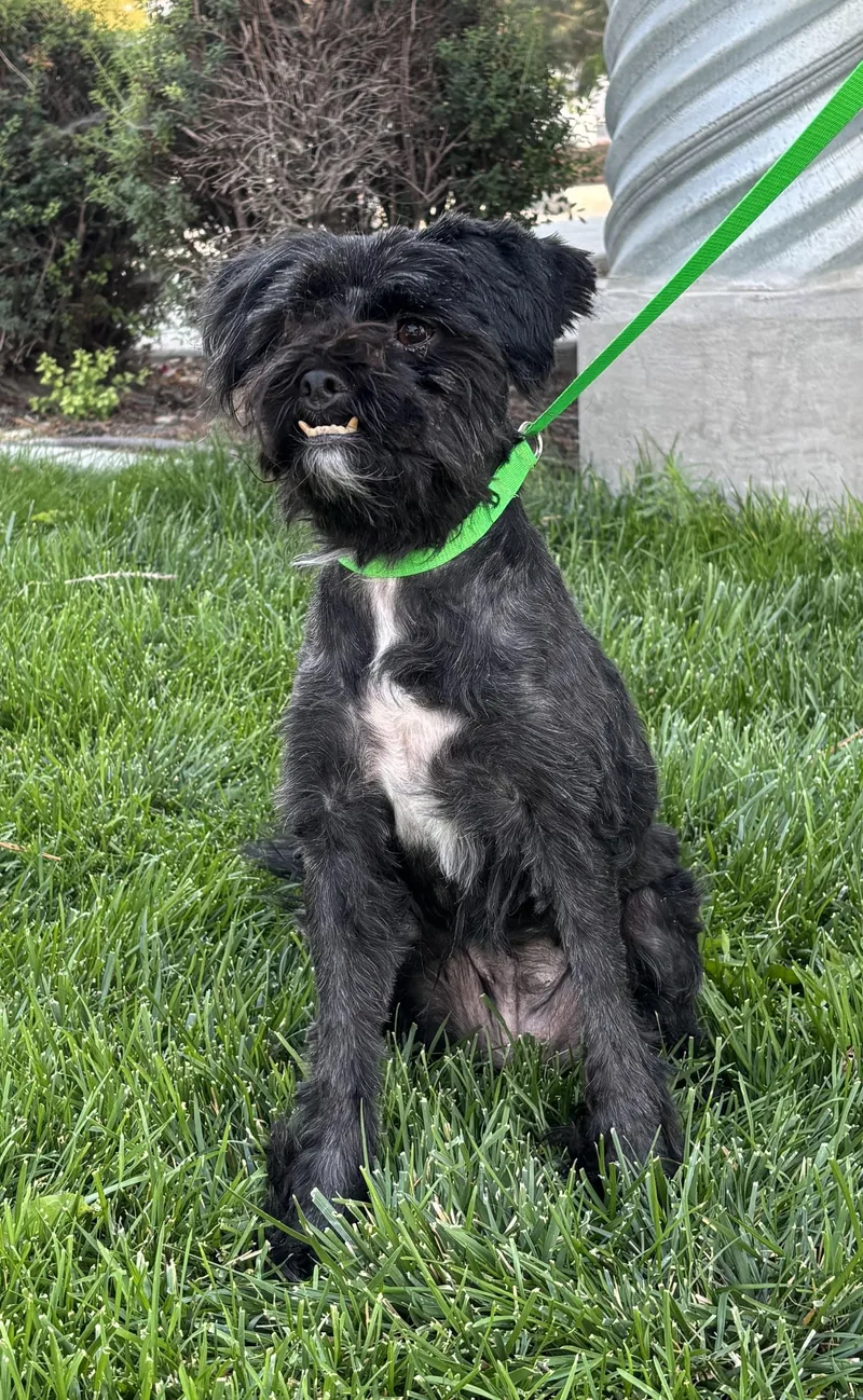 An adult small-sized female Black Shih Tzu dog named Mila for adoption in Quincy, WA