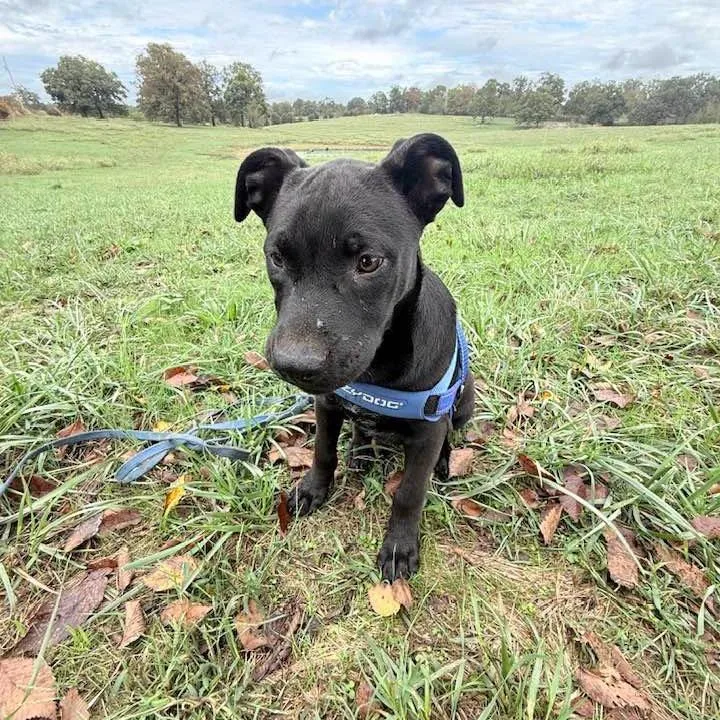 A baby medium-sized male Black Dutch Shepherd dog named Redford for adoption in Rochester, MN