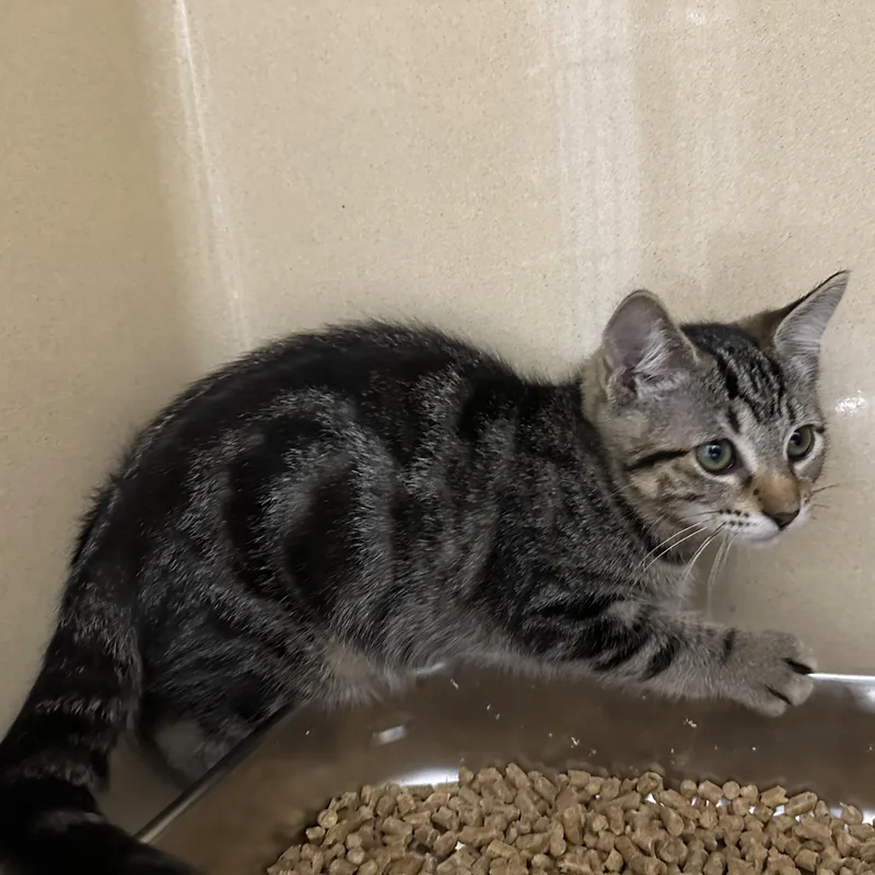 A young medium-sized female Tabby (Brown / Chocolate) Domestic Short Hair cat named Tigerheart for adoption in Converse, TX