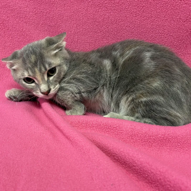 A baby medium-sized female Dilute Tortoiseshell Domestic Short Hair cat named Amelia for adoption in Valdosta, GA
