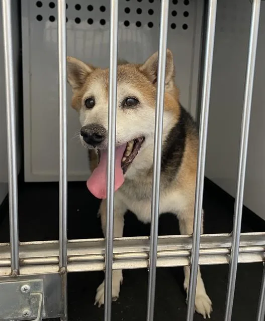 Kuma