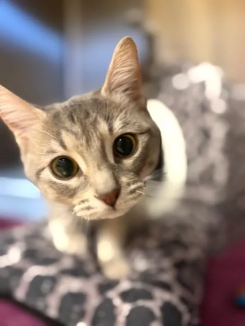 A young medium-sized female Tabby (Gray / Blue / Silver) Domestic Short Hair cat named Sophie for adoption in Prudenville, MI