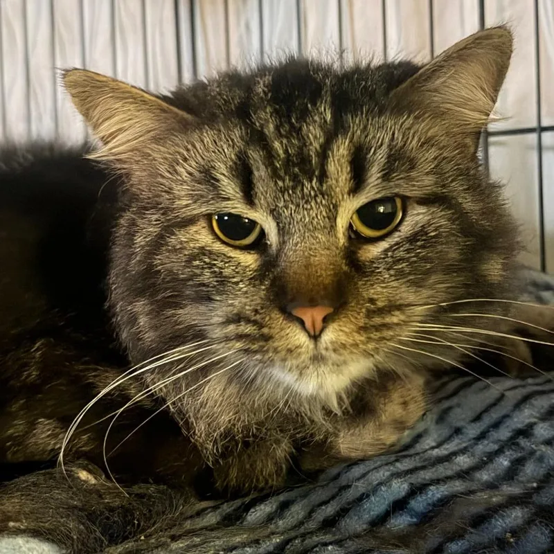 An adult small-sized male Brown / Chocolate Domestic Long Hair cat named Eeyore for adoption in Pittsburgh, PA