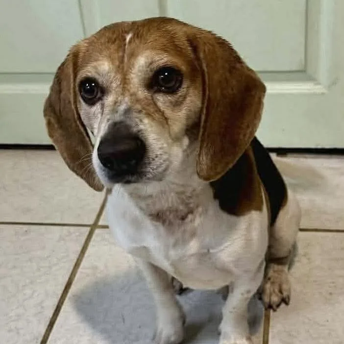 An adult medium-sized male Beagle dog named Charlie for adoption in Groveland, MA
