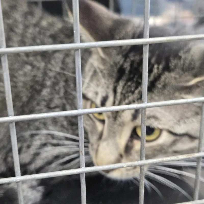 A baby medium-sized male Gray / Blue / Silver Domestic Short Hair cat named Onyx for adoption in Newark, NJ