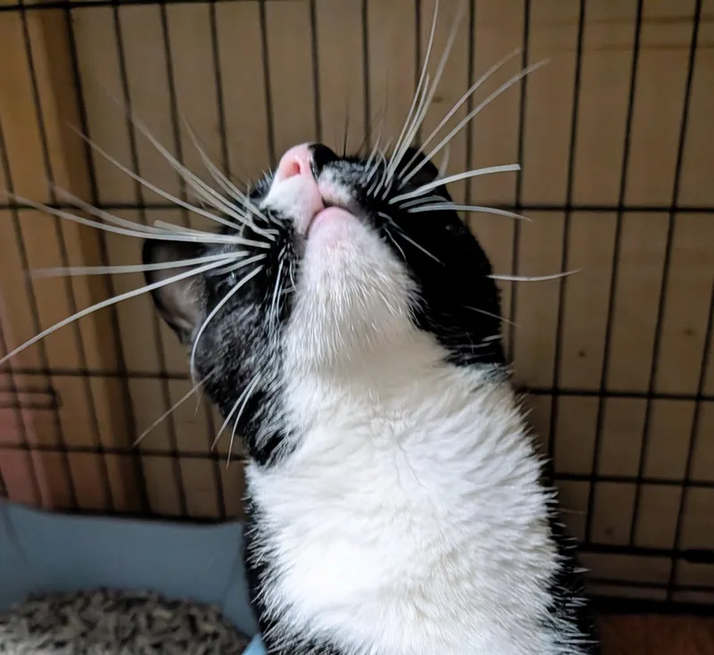 A young medium-sized male Domestic Short Hair cat named Nico for adoption in Ridgewood, NY