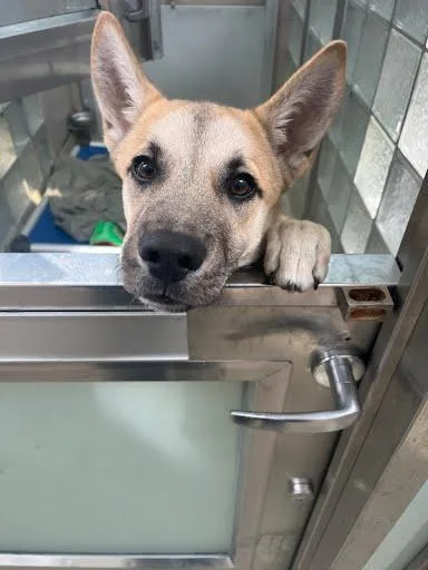 A baby medium-sized male Shepherd dog named Pascal for adoption in Washington, DC