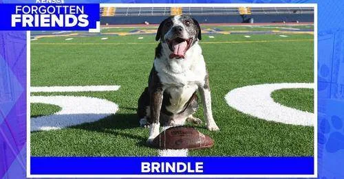 Brindle