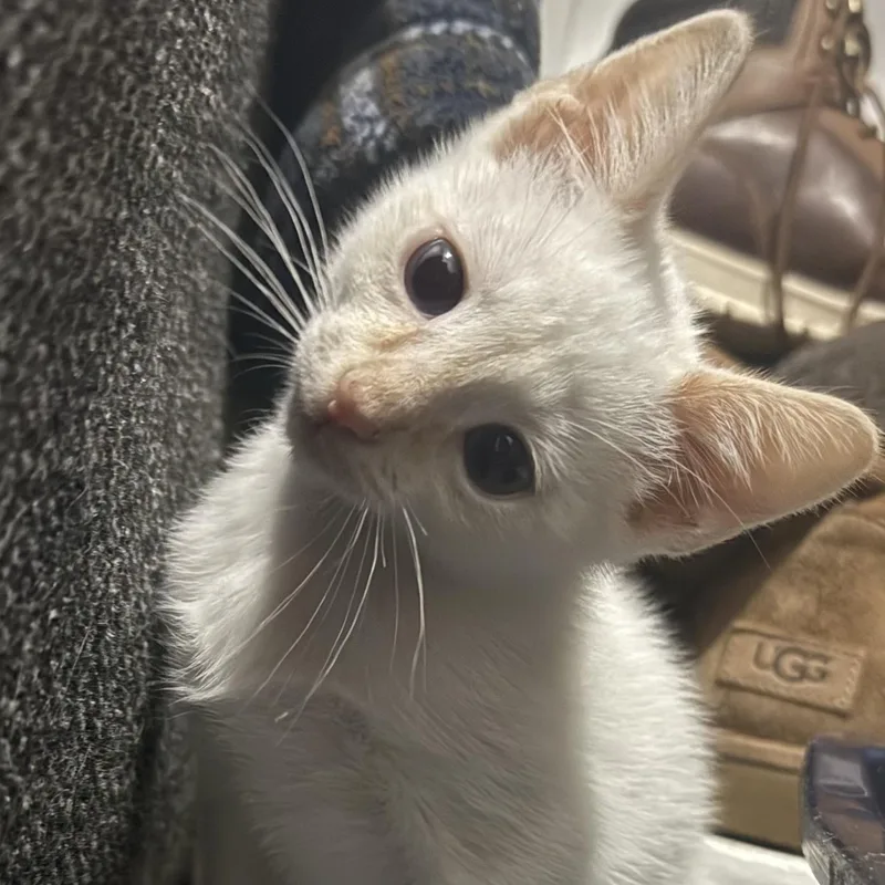 A baby small-sized male Siamese cat named Mozzarella Stick for adoption in Bentonville, AR