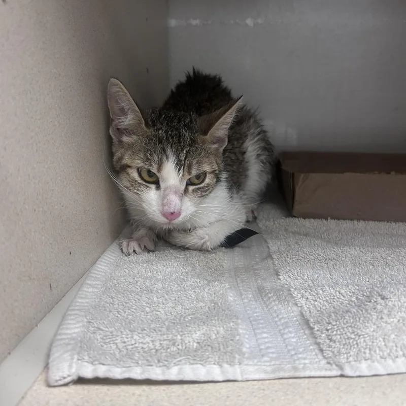 An adult medium-sized female Brown / Chocolate Domestic Short Hair cat named Ironwood for adoption in Yuma, AZ