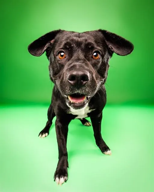 An adult large-sized male Labrador Retriever dog named Kane for adoption in Olivette, MO