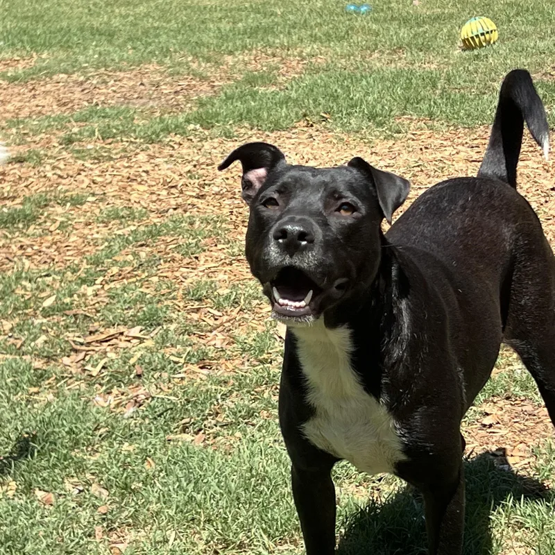 Kenley
