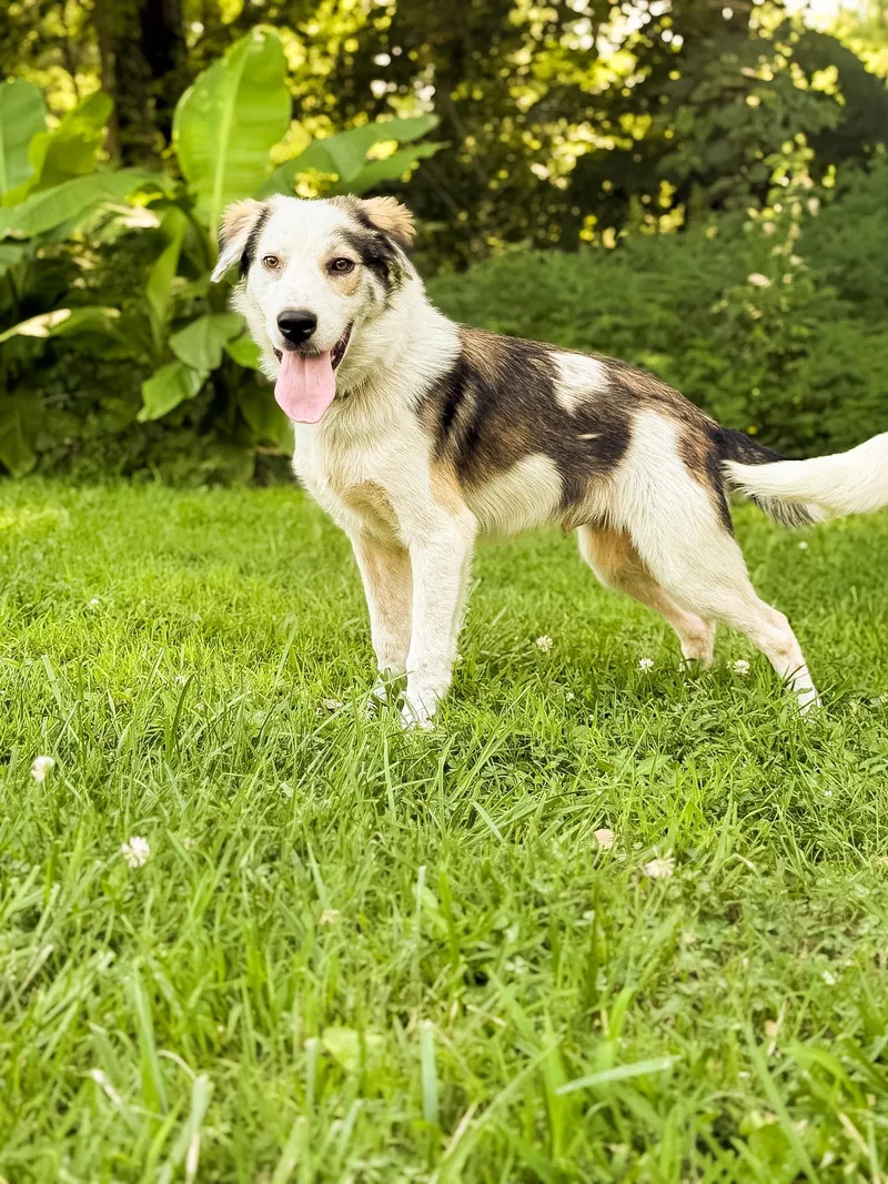 A baby medium-sized male White / Cream Border Collie dog named AspenTransport for adoption in Gradyville, KY