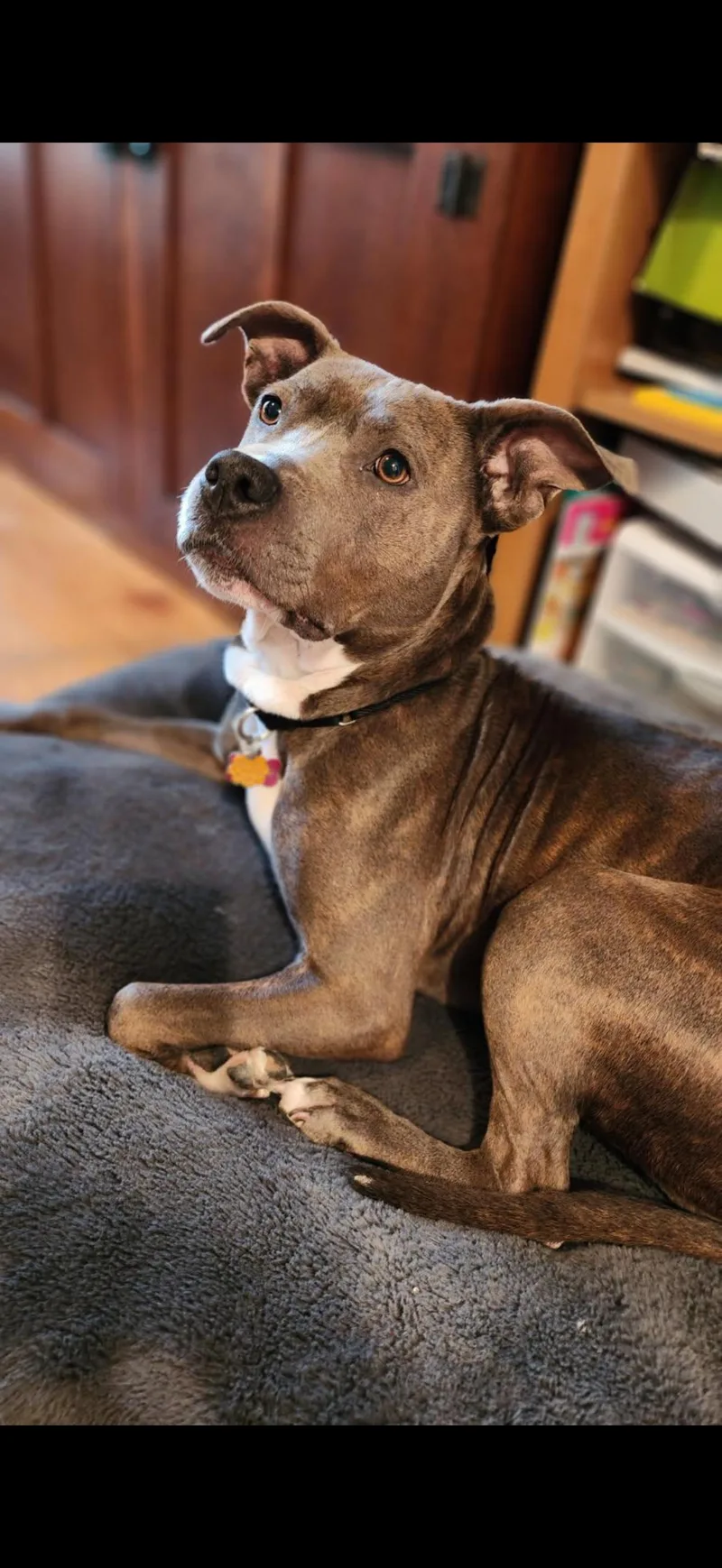 An adult medium-sized female Brindle American Staffordshire Terrier dog named Sweetie for adoption in Medinah, IL