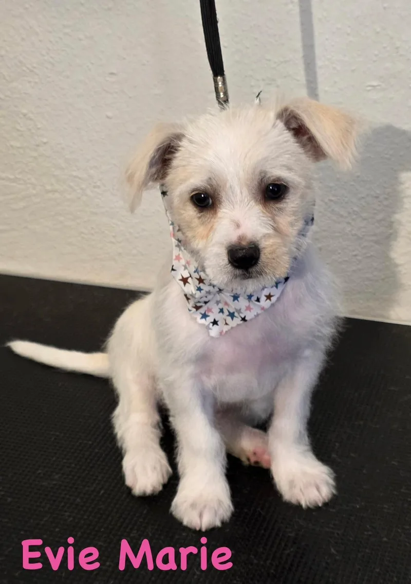 A baby small-sized female White / Cream Terrier dog named Evie Marie for adoption in Carrollton, TX