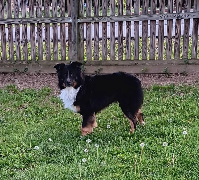 An adult medium-sized male Tricolor (Brown, Black, & White) Australian Shepherd dog named Drake for adoption in Abingdon, MD