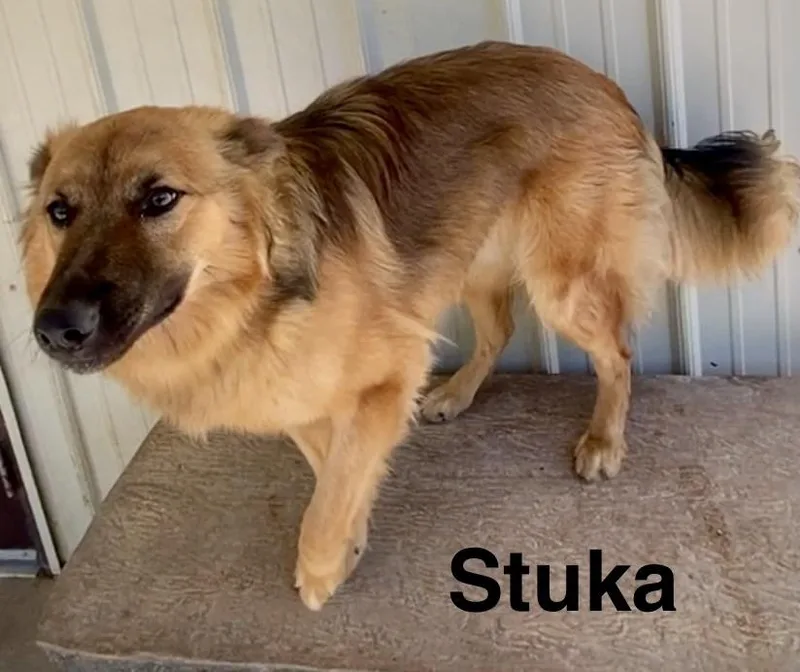 Stuka