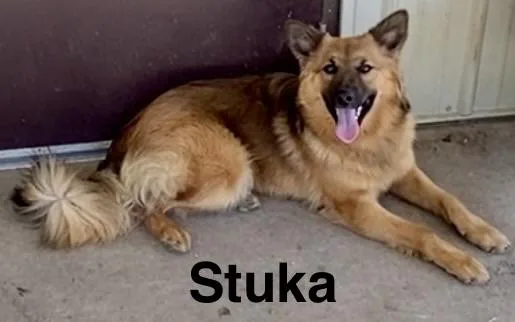 Stuka thumbnail 4