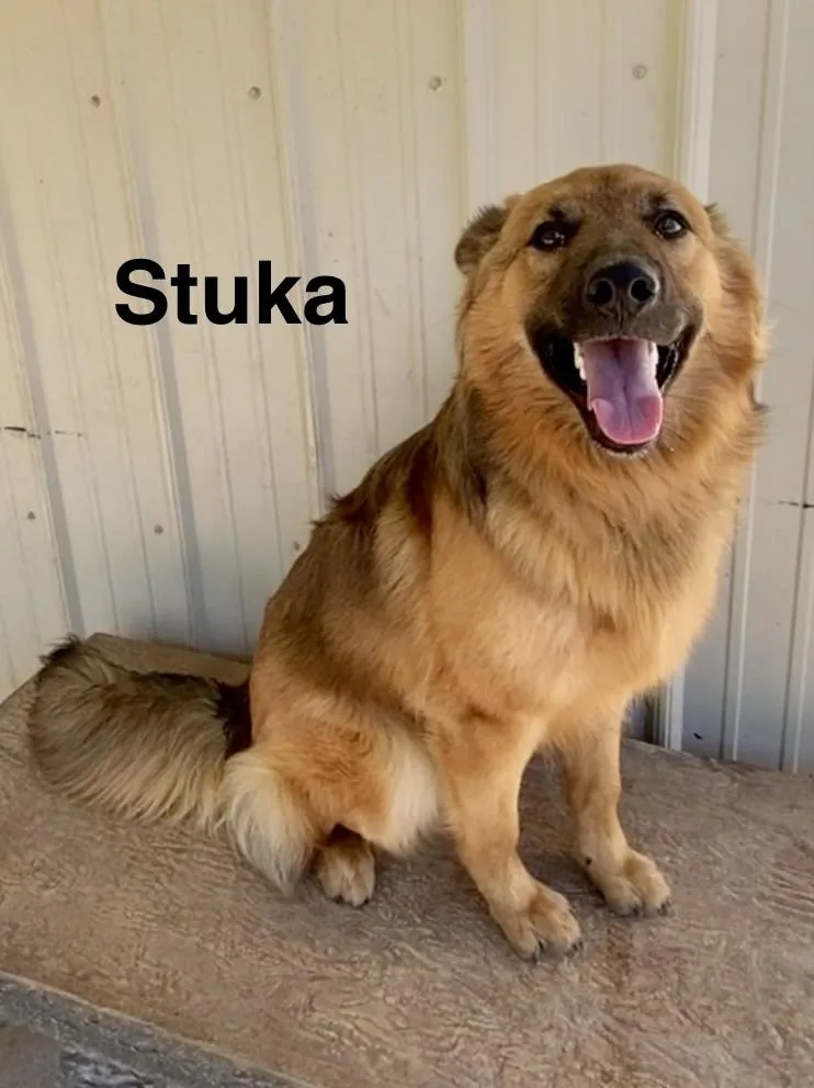 Stuka thumbnail 5