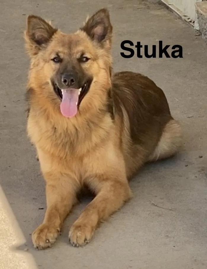 Stuka thumbnail 6