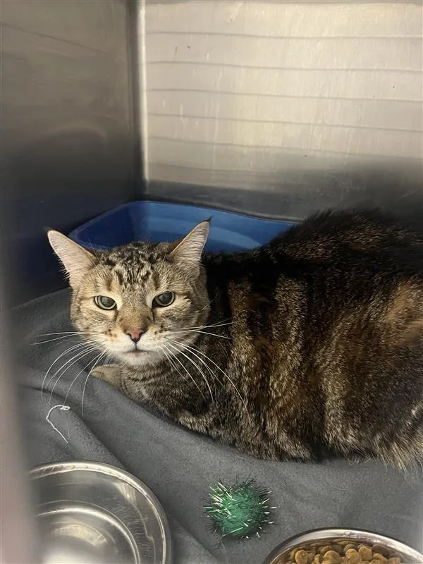 A senior medium-sized male Domestic Short Hair cat named Biscuit for adoption in New Kensington, PA