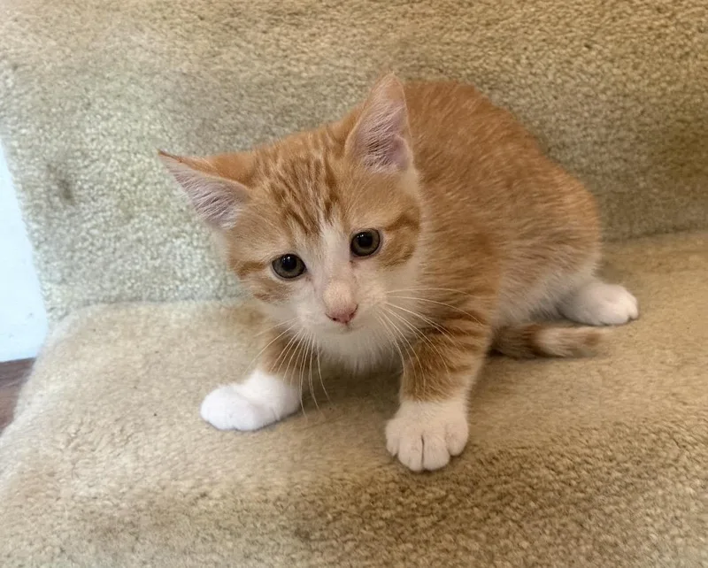 A baby large-sized male Orange & White Domestic Short Hair cat named Patrick for adoption in Kannapolis, NC