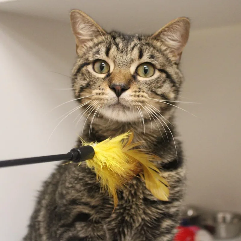 A young medium-sized male Brown / Chocolate Domestic Short Hair cat named Luther for adoption in Champaign, IL