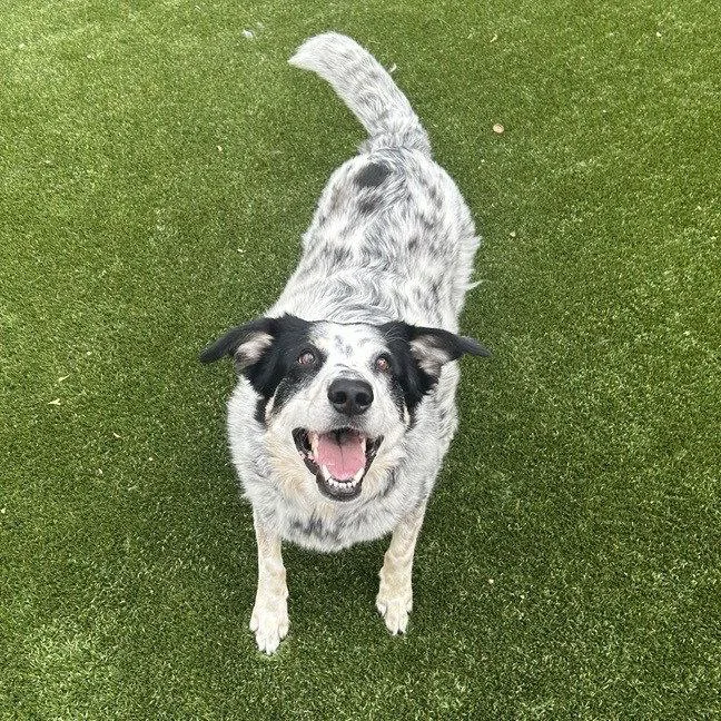 An adult large-sized male Cattle Dog dog named Pope for adoption in Dallas, TX