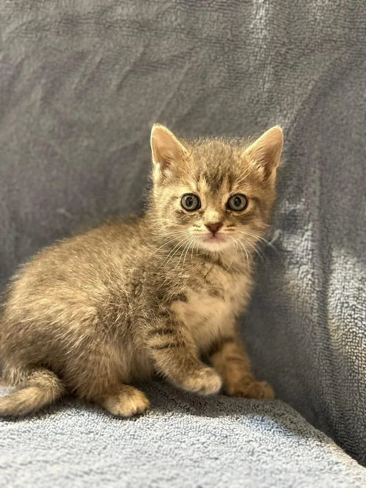 A baby small-sized female Gray / Blue / Silver Domestic Short Hair cat named Okame for adoption in WARNER ROBINS, GA