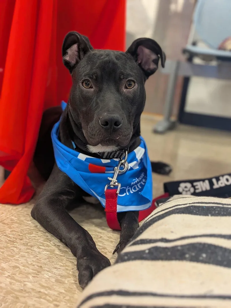 Louie