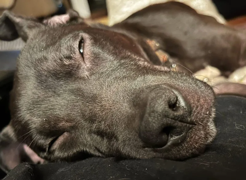 Louie thumbnail 2