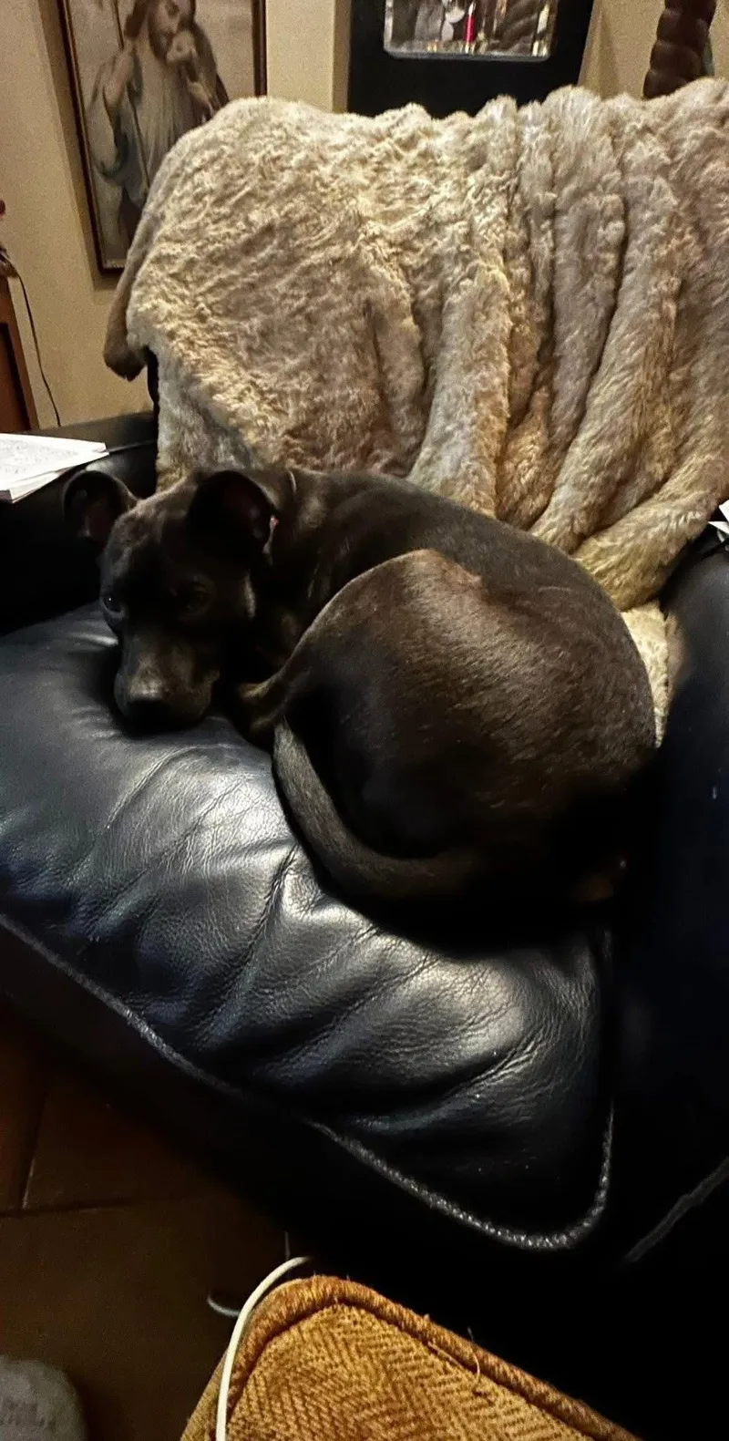 Louie thumbnail 5