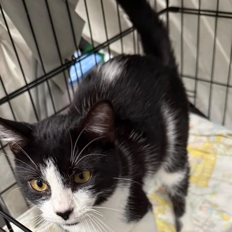 A young small-sized male White Domestic Short Hair cat named Lawrence for adoption in Normal, IL