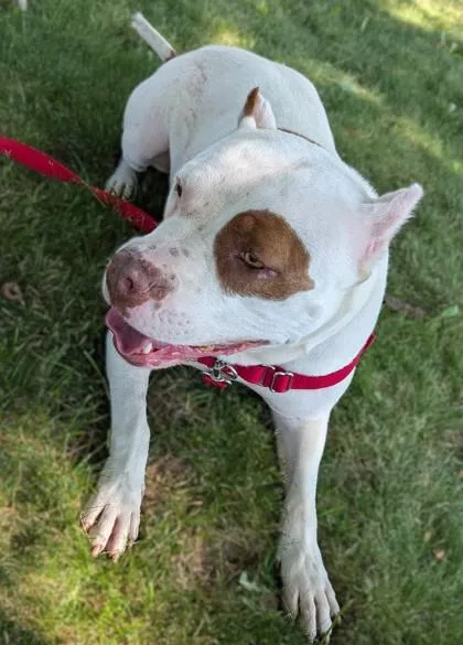 Remi
