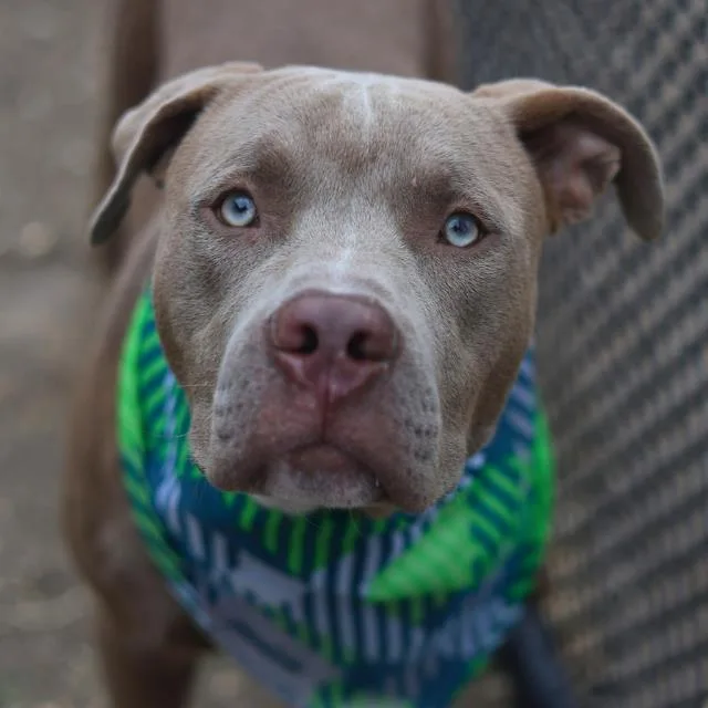 A young medium-sized male American Staffordshire Terrier dog named Bubbus for adoption in San Antonio, TX