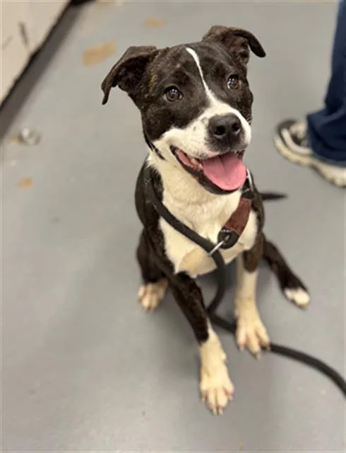 A young medium-sized female Pit Bull Terrier dog named Rugrat for adoption in Peoria, IL