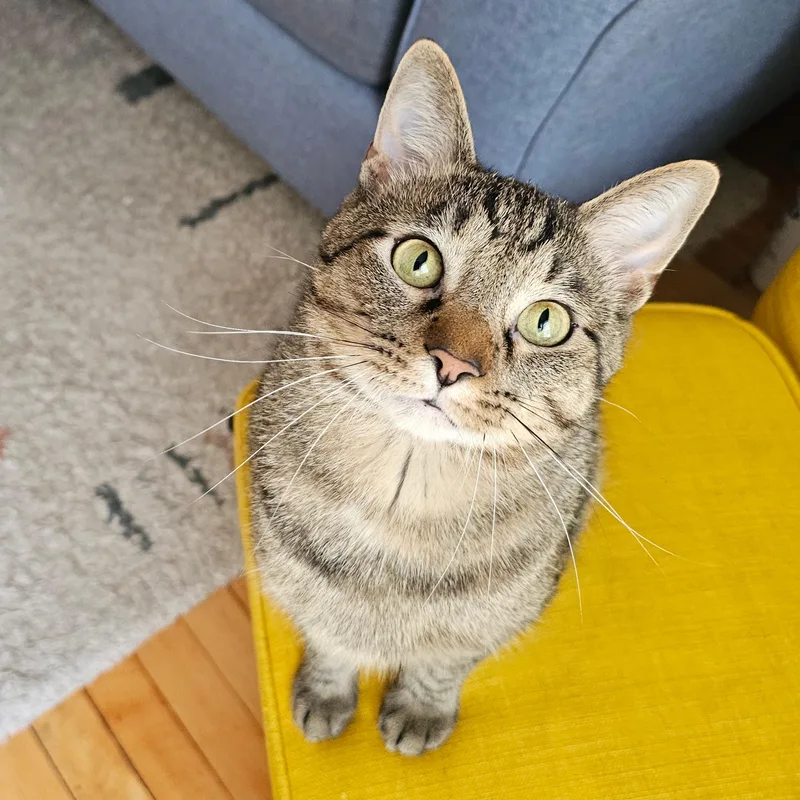 An adult large-sized male Tabby (Gray / Blue / Silver) Tabby cat named Einstein for adoption in Chicago, IL