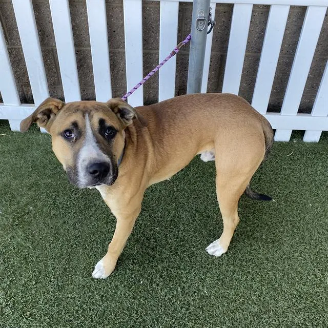 A young large-sized male Pit Bull Terrier dog named Bam for adoption in Modesto, CA
