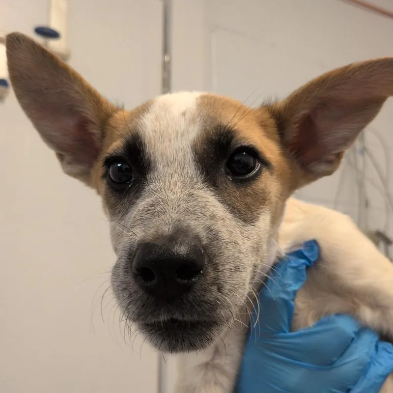 A baby small-sized female White / Cream Cattle Dog dog named Winkle for adoption in Hattiesburg, MS
