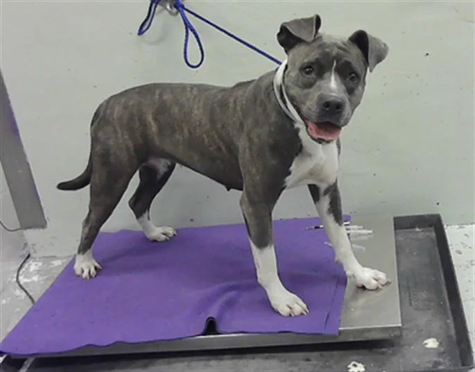 An adult large-sized female Staffordshire Bull Terrier dog named Maple for adoption in Houston, TX