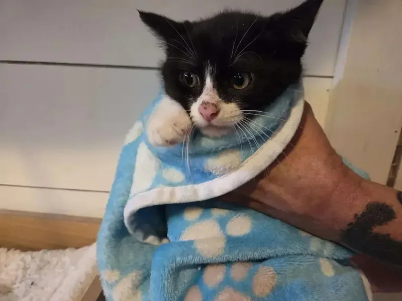 A baby small-sized female Domestic Short Hair cat named Lara for adoption in Grand Rapids, MI