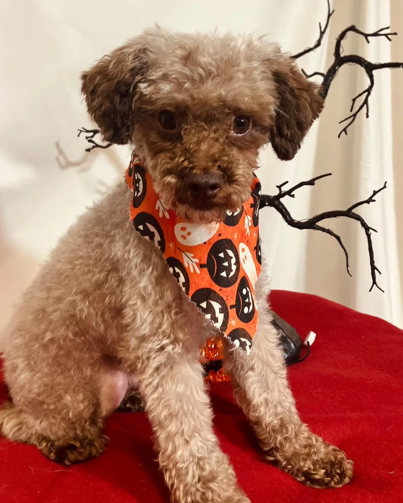 An adult small-sized male Miniature Poodle dog named Jason for adoption in New Stanton, PA