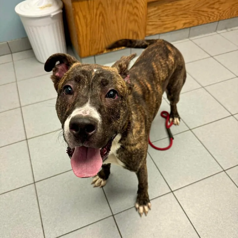 A young medium-sized male Brindle Pit Bull Terrier dog named Boomerang for adoption in Buffalo, NY