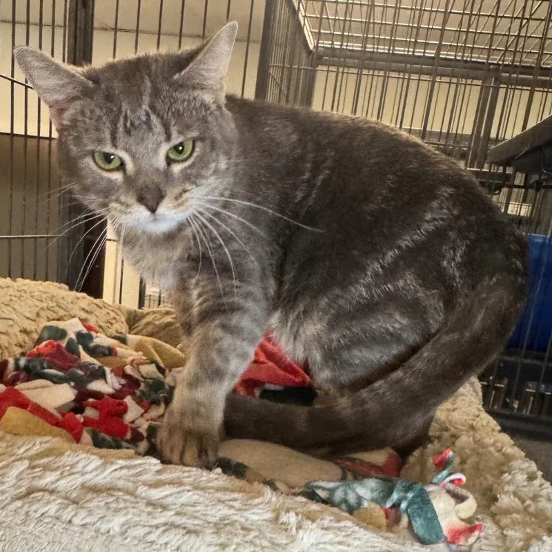 A young medium-sized female Domestic Short Hair cat named Missy for adoption in Saginaw, MI