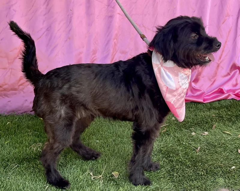 A young small-sized female Black Poodle dog named Cassie for adoption in Rowland Heights, CA