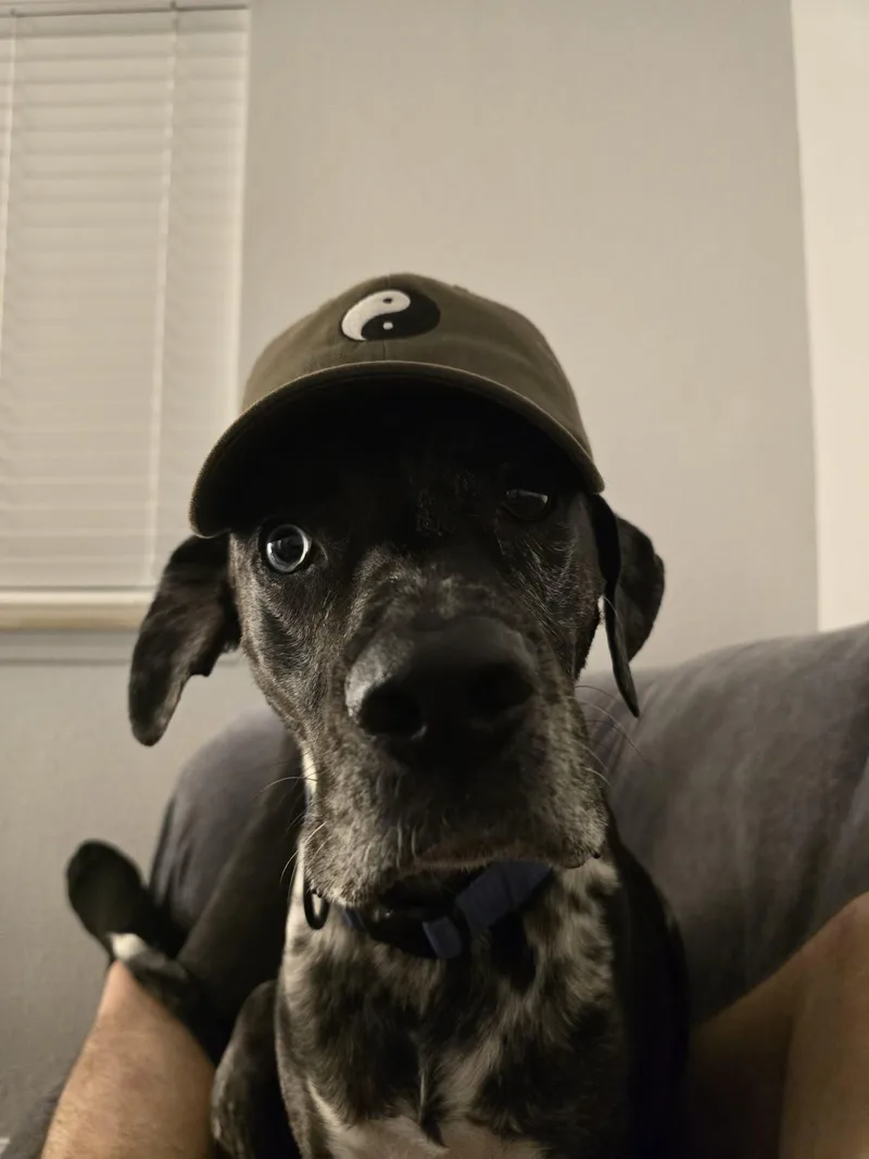 An adult large-sized male Merle (Blue) Catahoula Leopard Dog dog named Joeyjj for adoption in Roundup, MT