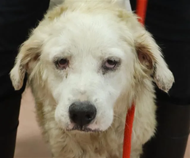 A senior large-sized female Mixed Breed dog named Roxie for adoption in Columbia, SC