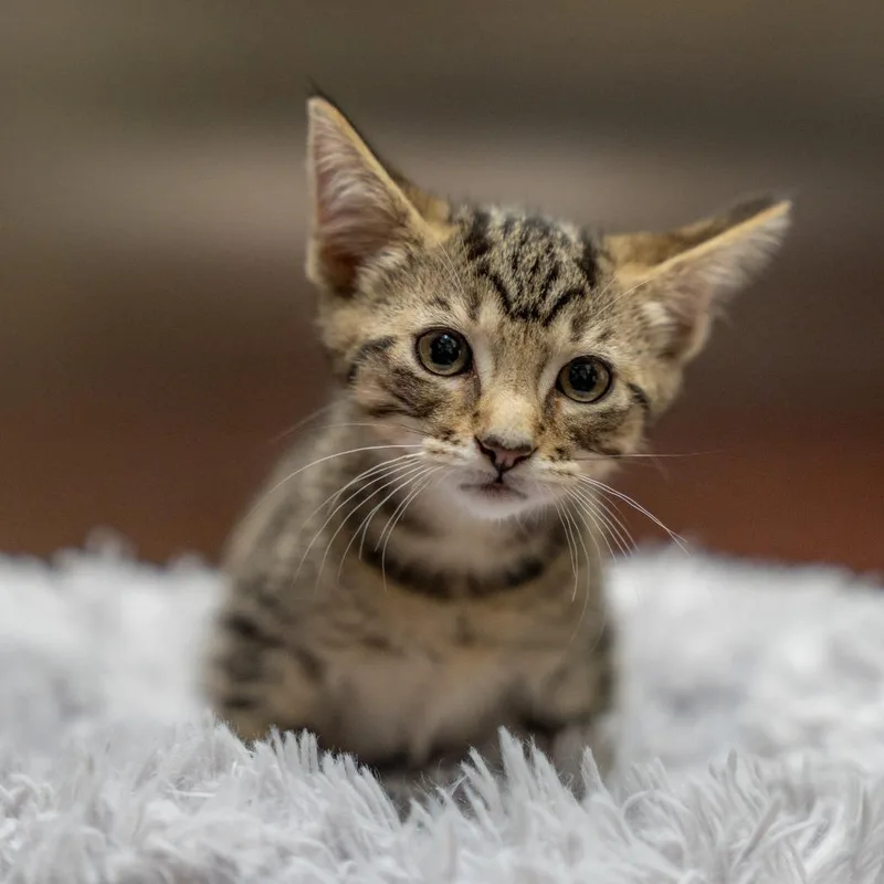 Theodore