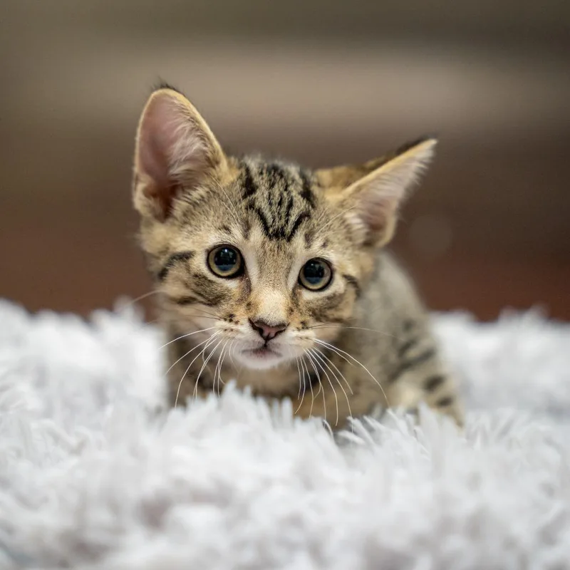 Theodore thumbnail 3